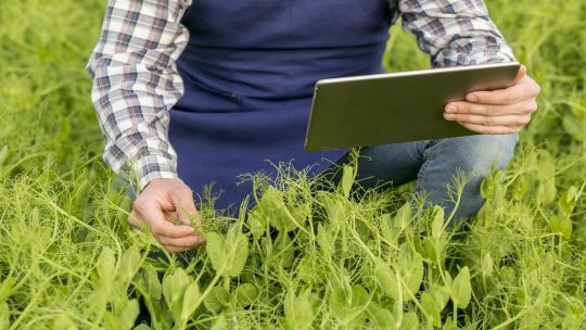 Qué hay detrás de los defaults en el agro y cuáles son las empresas con riesgo financiero