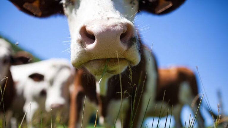 Preocupa el efecto «Doble Nelson» en la carne: se desploman exportaciones por volumen y precio