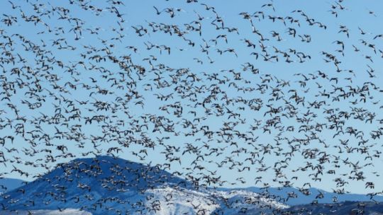 Tierra del Fuego despide a las aves playeras migratorias con un gran festival