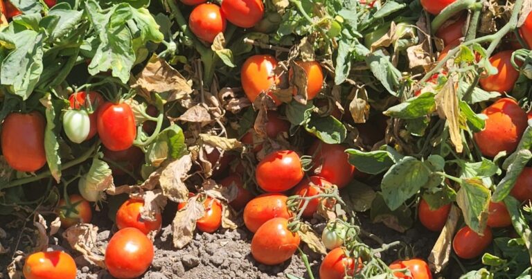 Milanesas con ensalada, un lujo: el tomate subió 105%, la lechuga 73,1% y el cuadril un 8,5%