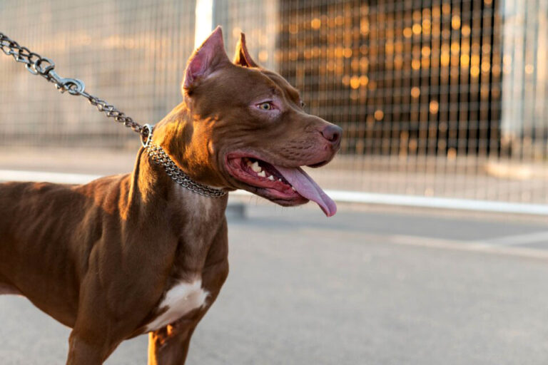 Un pitbull atacó a un bebé de 9 meses en Córdoba y le provocó graves heridas