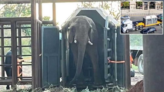 Tras cinco días de viaje, Pupy llegó al Santuario de Elefantes de Brasil