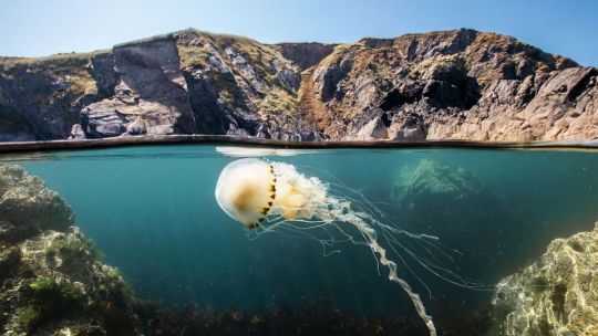 La pesca de arrastre industrial depreda el fondo marino y emite dióxido de carbono