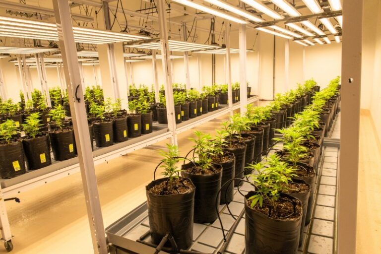 Por las medidas de Milei se demora la aplicación de la ley mendocina de acceso al cannabis medicinal