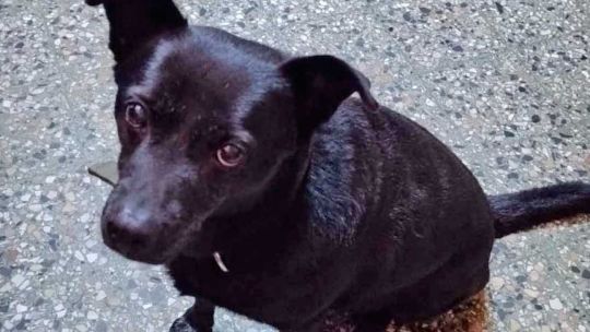 Cómo cuidarlos para que vivan más y tengan mejor calidad de vida