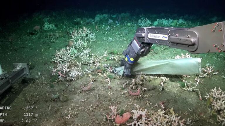 Insólito hallazgo de presencia humana en el fondo de un cañón marino en Mar del Plata: era basura