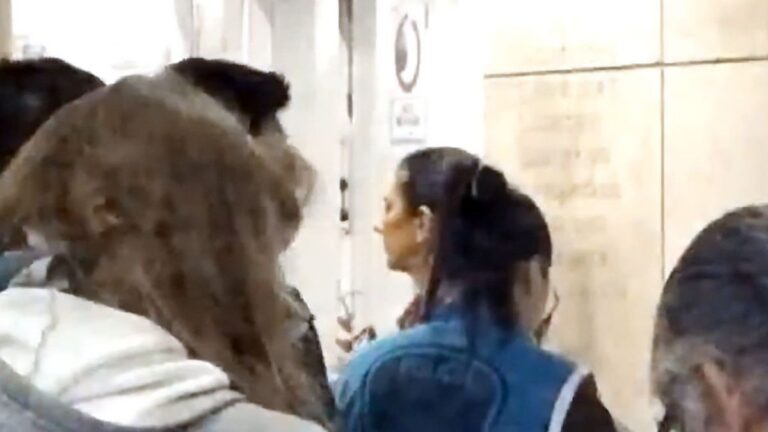 Allanamientos en todas las sedes de ANDIS y la droguería Suizo Argentina