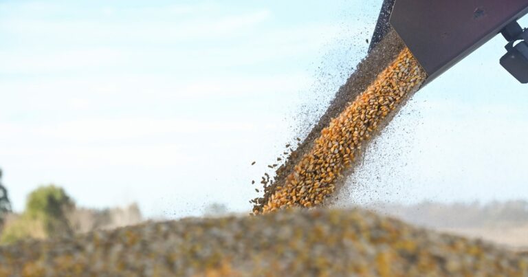 Retenciones 0: la medida del Gobierno es para todos los granos y rige hasta el 31 de octubre