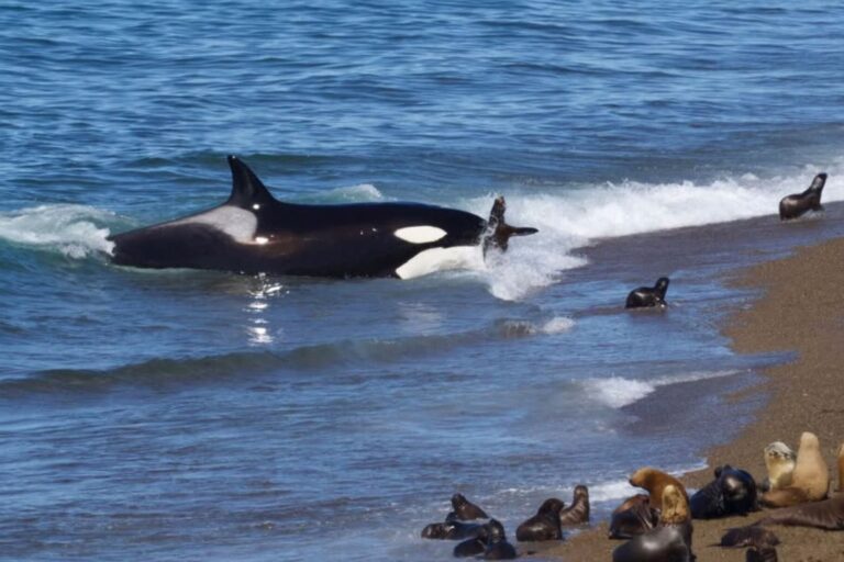 Fotografía de una orca en las costas de Península Valdés, Chubut, durante un momento de avistaje.